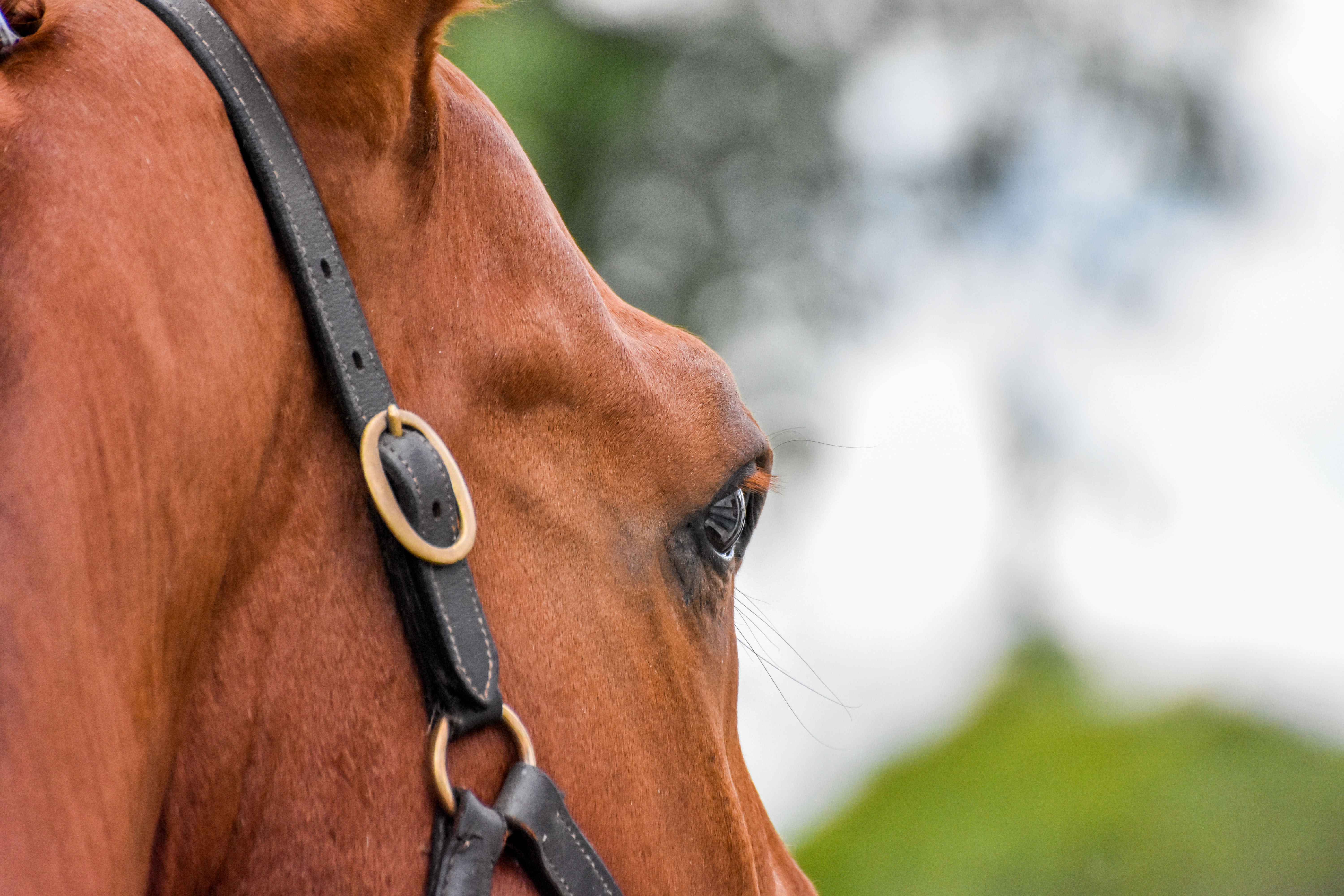 Pony health check #1: Eyes