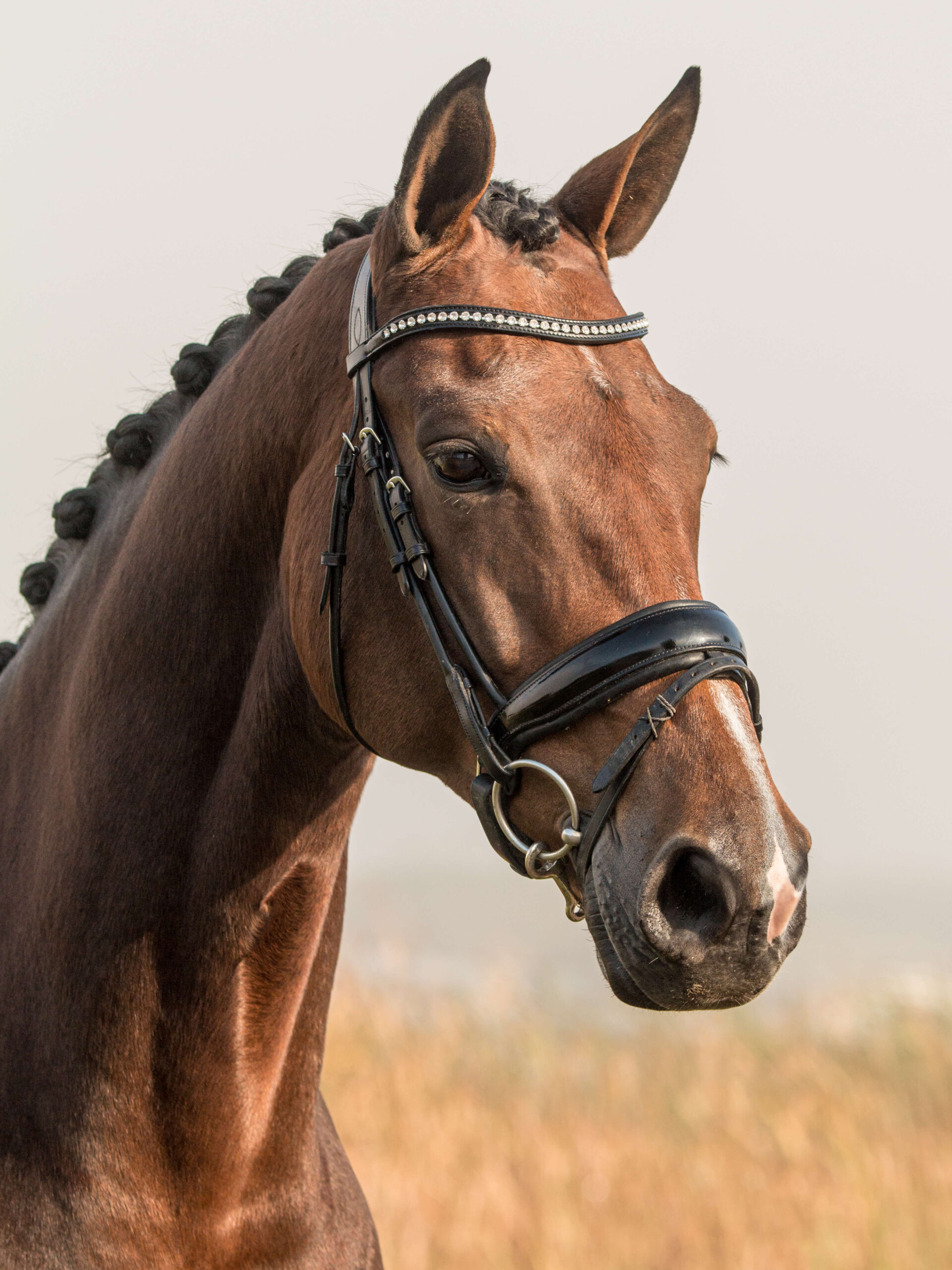 The Dutch Warmblood Pony Magazine