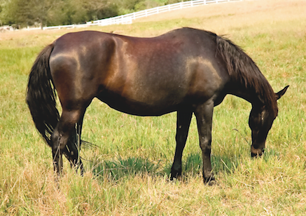 Read more about the article Is your horse overweight?