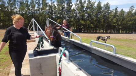 Equine underwater treadmill in SA