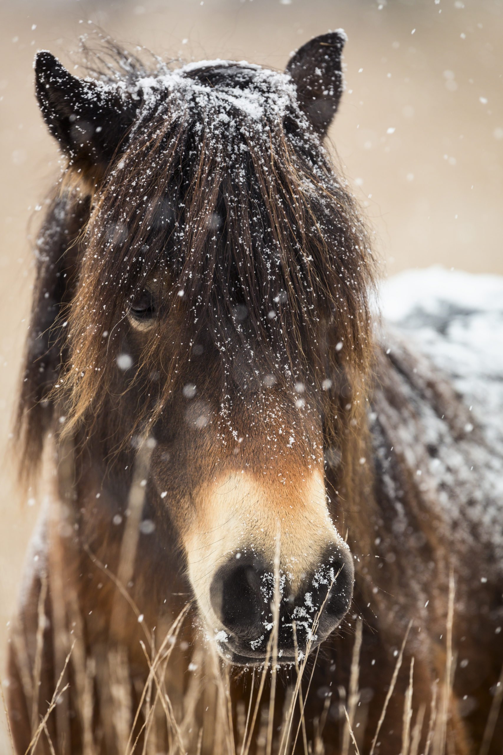 The Exmoor Pony – HQ Magazine