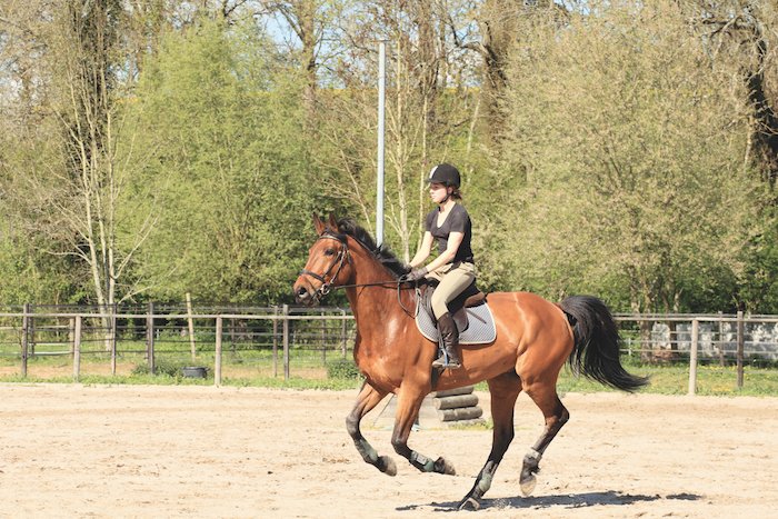 Read more about the article What is the maximum weight that a recreational horse can carry?