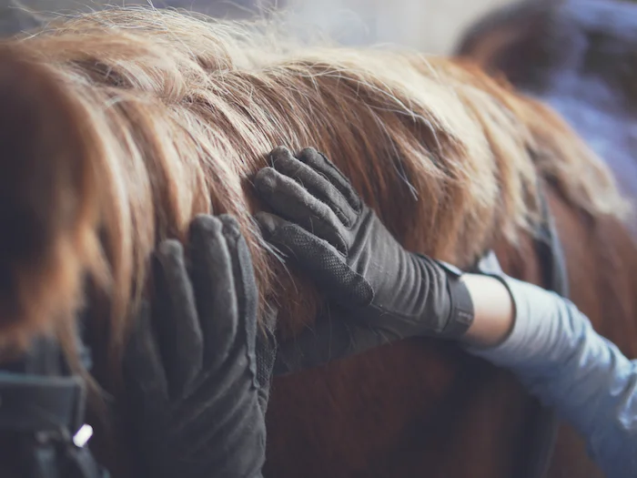 Do Horses Have Fur? What You Need to Know