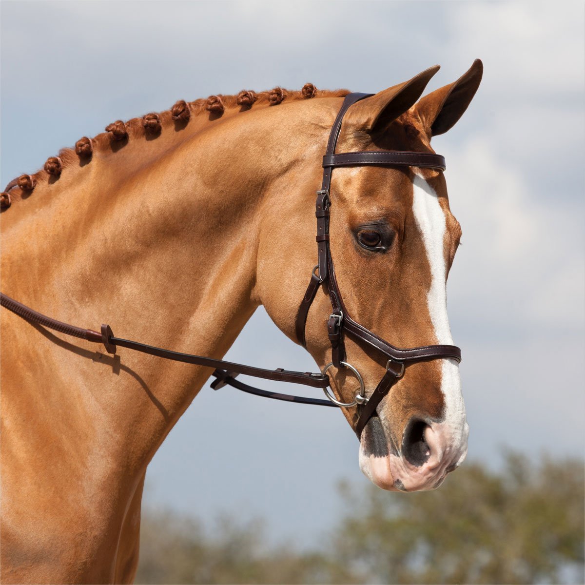 know-your-nosebands-hq-magazine