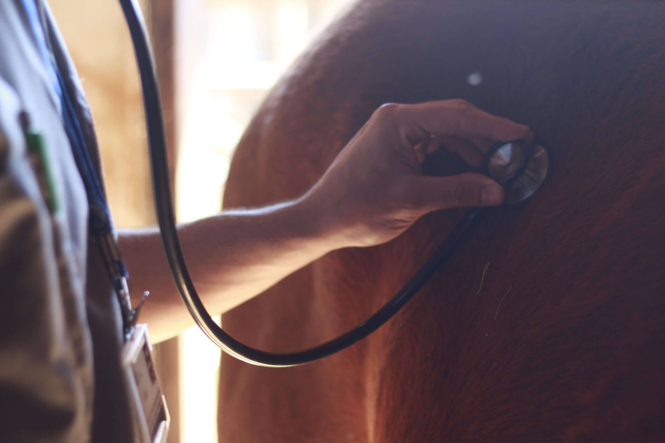 Horse health check 8) Gut sounds HQ Magazine