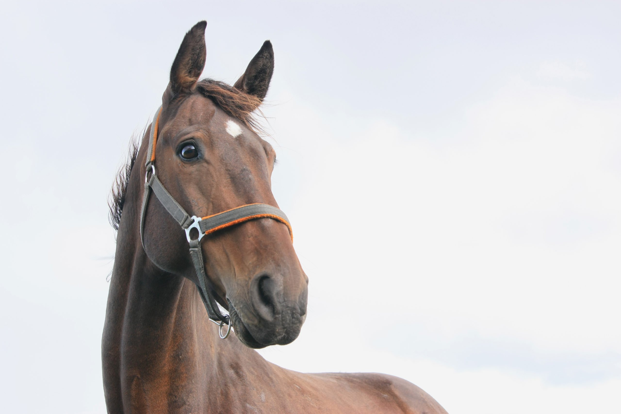 Read more about the article AskHQ: Broodmares