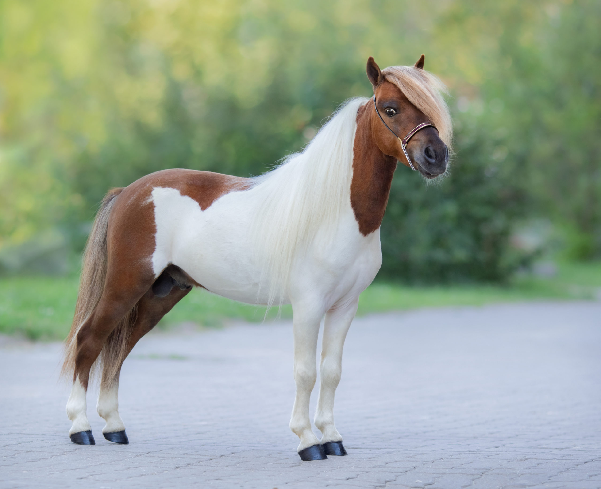 Read more about the article AskHQ: Miniature Horse tack