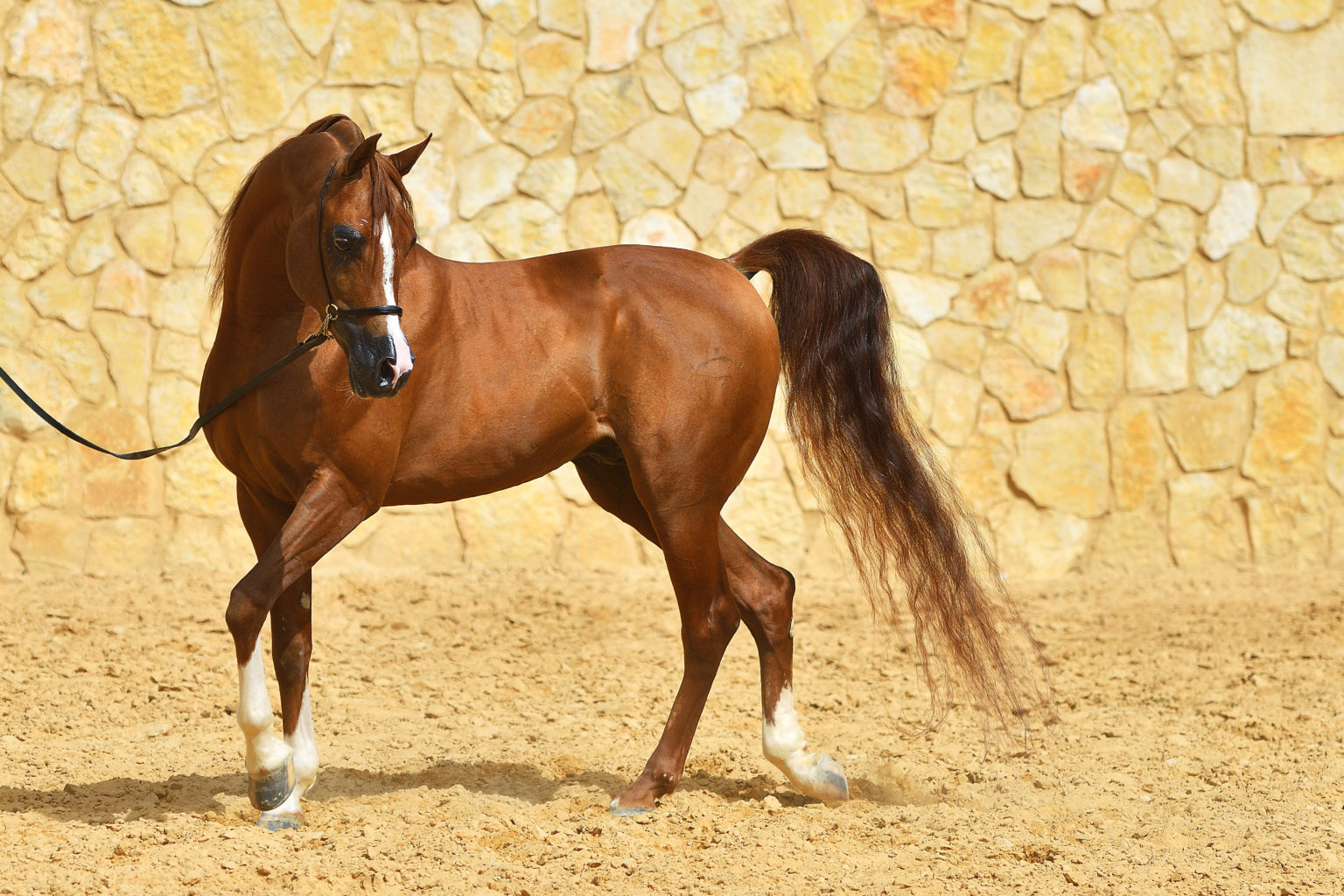 AskHQ Hotblooded vs coldblooded vs warmblooded horse? HQ Magazine