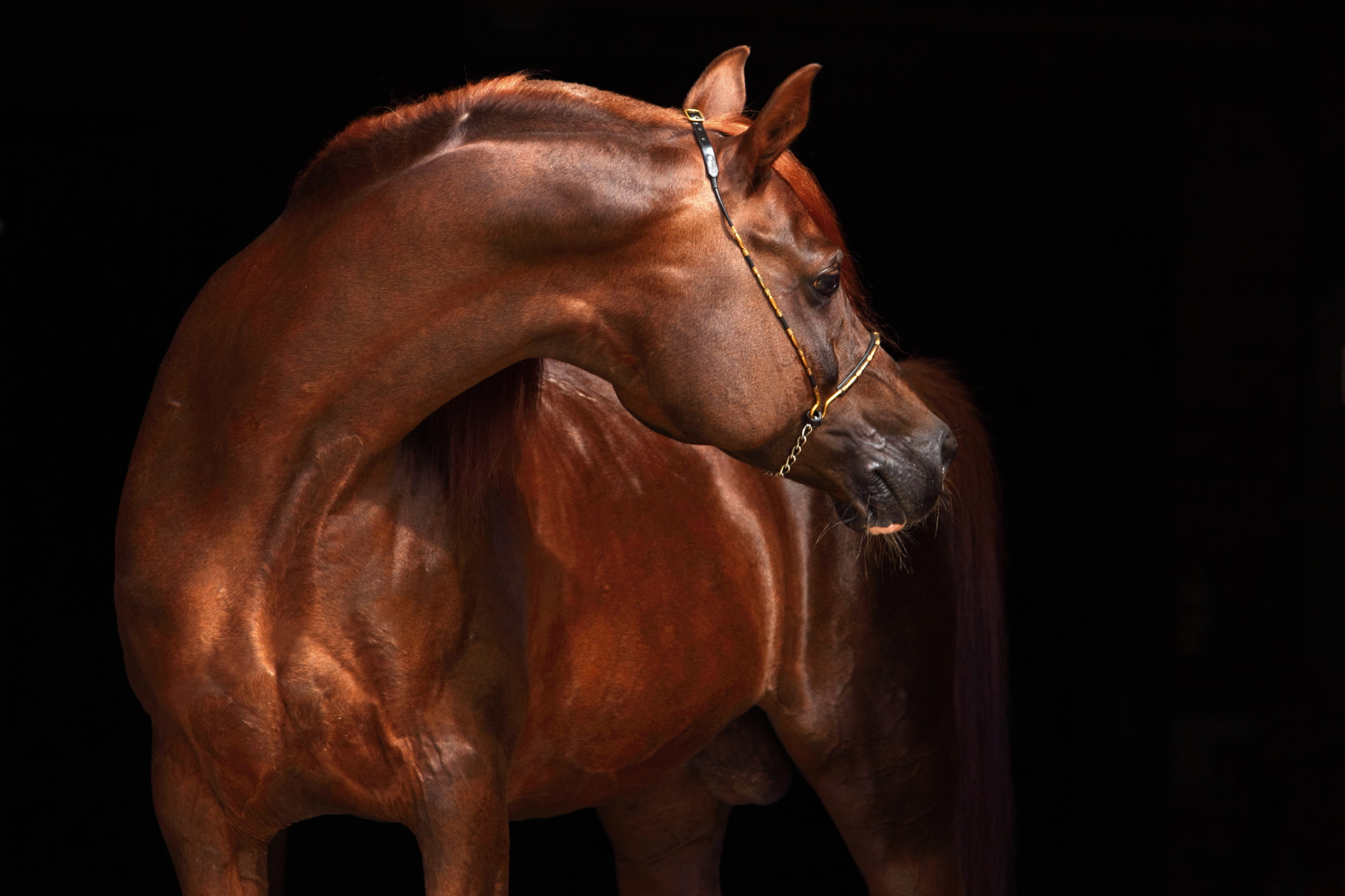 Read more about the article AskHQ: Stallion fertility