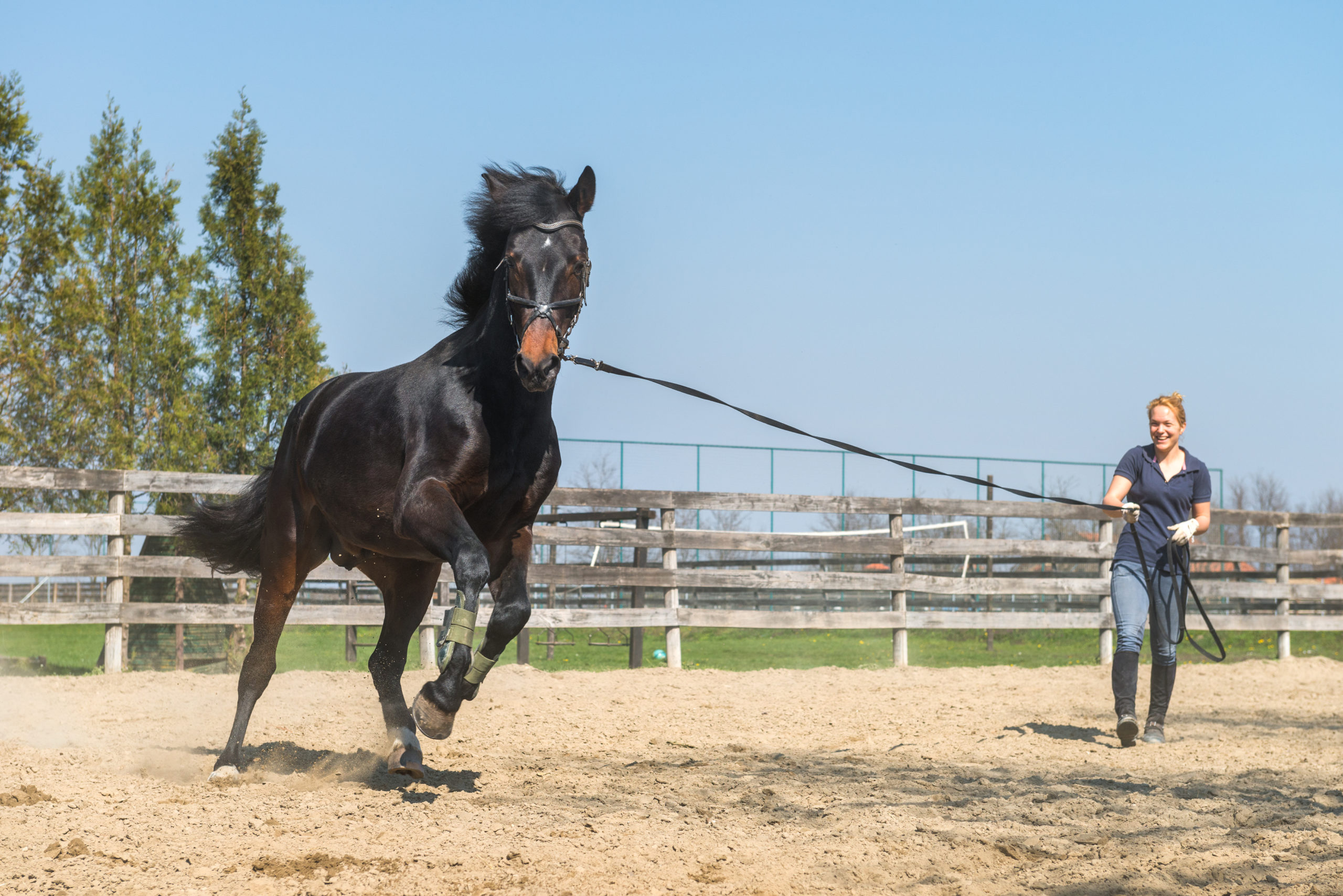 Read more about the article AskHQ: Motivation with young horses