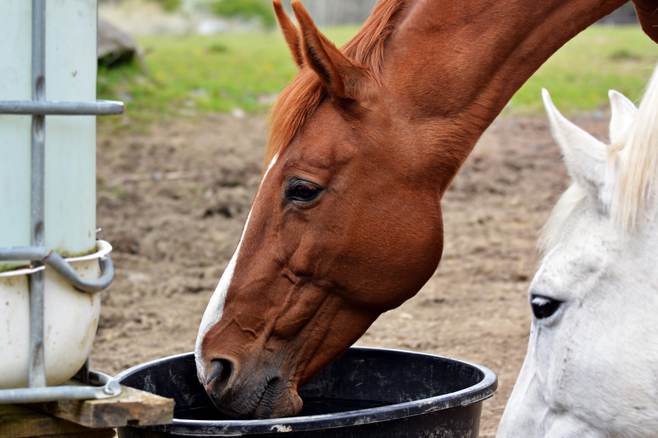 Read more about the article AskHQ: The horse that won’t drink