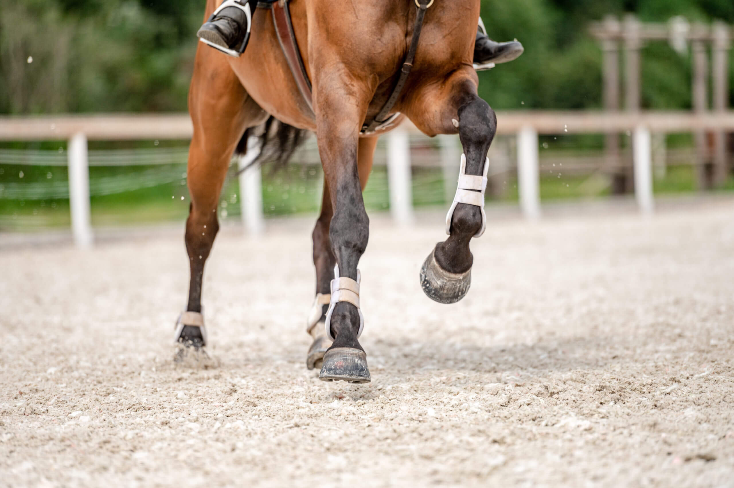 Detail,Of,Horse,Hooves,From,Showjumping,Competition.