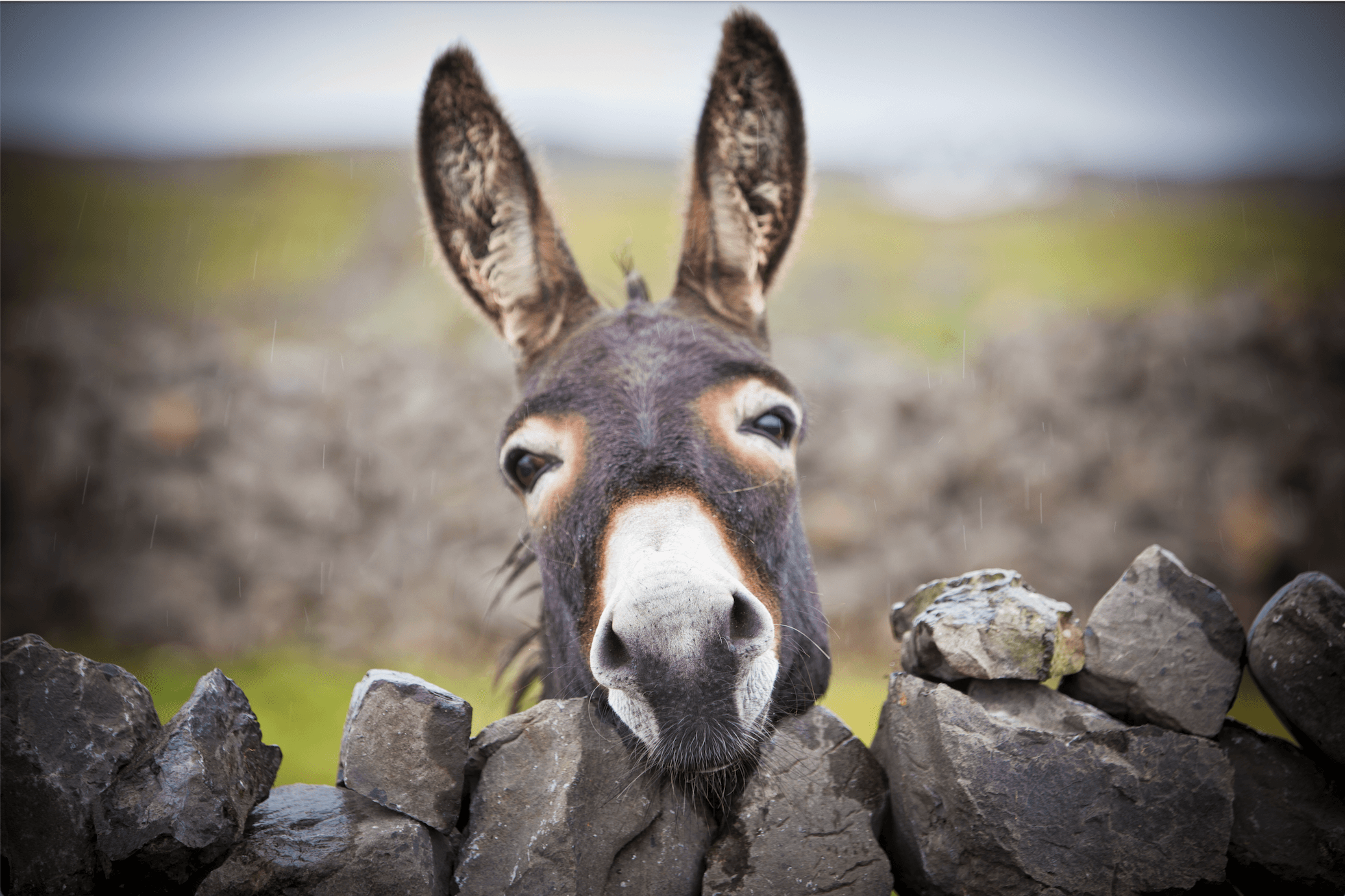 Read more about the article AskHQ: Rehoming a donkey