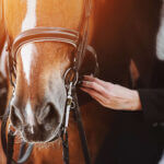 Nosebands – does yours pass the pressure test?