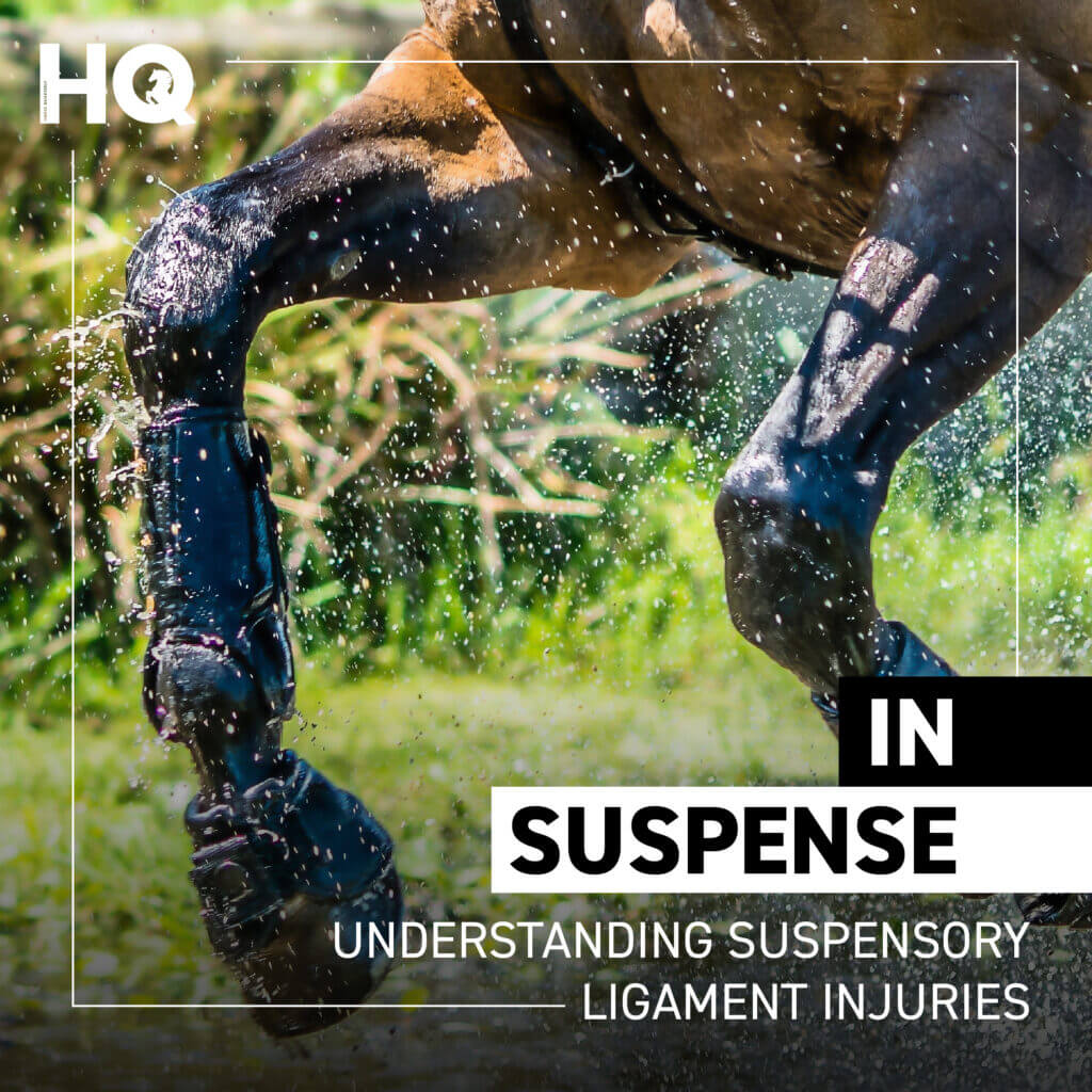 Understanding suspensory ligament injuries Hoofpick Life Equestrian